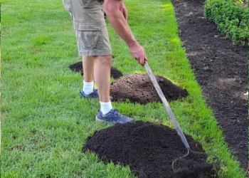 Lawn Design